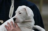 ADULTE ET CHIEN 363